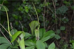 Arisaema tortuosum var. neglectum